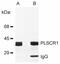 Nor1 antibody, NBP2-62189, Novus Biologicals, Western Blot image 