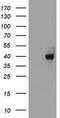 Alpha-1,4-N-Acetylglucosaminyltransferase antibody, TA800401BM, Origene, Western Blot image 