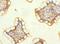 DSC2 antibody, orb41361, Biorbyt, Immunohistochemistry paraffin image 