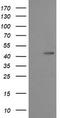Mitogen-Activated Protein Kinase Kinase 1 antibody, TA506009AM, Origene, Western Blot image 