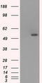 Solute Carrier Family 2 Member 5 antibody, TA500604, Origene, Western Blot image 