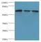 Heat Shock Protein Family A (Hsp70) Member 2 antibody, MBS1492068, MyBioSource, Western Blot image 