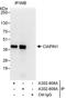 Cytokine Induced Apoptosis Inhibitor 1 antibody, A302-808A, Bethyl Labs, Immunoprecipitation image 
