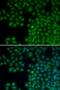 Nudix Hydrolase 6 antibody, LS-C330880, Lifespan Biosciences, Immunofluorescence image 