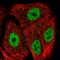 Protein GRINL1A antibody, HPA068141, Atlas Antibodies, Immunofluorescence image 