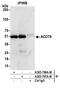Acyl-CoA Thioesterase 9 antibody, A305-797A-M, Bethyl Labs, Immunoprecipitation image 