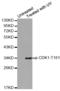 Cyclin-dependent kinase 1 antibody, TA333178, Origene, Western Blot image 