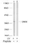 Cyclic AMP-responsive element-binding protein 1 antibody, AP02593PU-N, Origene, Western Blot image 