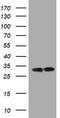 ATP Synthase F1 Subunit Gamma antibody, TA800835S, Origene, Western Blot image 