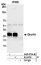 Chromosome 8 Open Reading Frame 33 antibody, A305-873A-M, Bethyl Labs, Immunoprecipitation image 