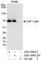 Chromatin Assembly Factor 1 Subunit B antibody, A301-084A, Bethyl Labs, Western Blot image 