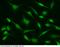 Histone chaperone ASF1B antibody, 14382-MM02, Sino Biological, Immunohistochemistry frozen image 