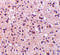 Neuronal PAS Domain Protein 3 antibody, 4109, ProSci, Immunohistochemistry paraffin image 