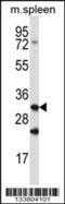 Cathepsin Q antibody, 57-037, ProSci, Western Blot image 