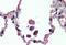 Uncoupling Protein 2 antibody, MBS242664, MyBioSource, Immunohistochemistry frozen image 