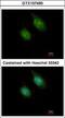 Calcium/Calmodulin Dependent Protein Kinase ID antibody, GTX107490, GeneTex, Immunofluorescence image 