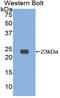 Mouse CD301 antibody, LS-C293560, Lifespan Biosciences, Western Blot image 