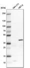 Serpin B5 antibody, HPA020136, Atlas Antibodies, Western Blot image 