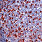 CD68 Molecule antibody, TA354352, Origene, Immunohistochemistry paraffin image 