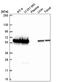 FKBP Prolyl Isomerase 4 antibody, NBP2-56131, Novus Biologicals, Western Blot image 