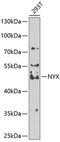 Nyctalopin antibody, 23-212, ProSci, Western Blot image 