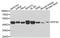 Eukaryotic translation initiation factor 3 subunit G antibody, STJ23512, St John