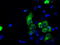 Lysyl Oxidase antibody, TA500868, Origene, Immunofluorescence image 