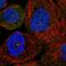 Serologically Defined Colon Cancer Antigen 8 antibody, HPA072495, Atlas Antibodies, Immunocytochemistry image 