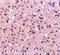 Neuronal PAS Domain Protein 3 antibody, GTX85444, GeneTex, Immunohistochemistry paraffin image 