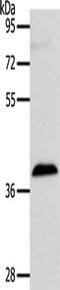 Ras Association Domain Family Member 1 antibody, CSB-PA192001, Cusabio, Western Blot image 
