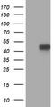 KAP1 antibody, LS-C172907, Lifespan Biosciences, Western Blot image 