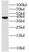 G Protein Subunit Beta 4 antibody, FNab03542, FineTest, Western Blot image 