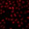 TATA-Box Binding Protein Associated Factor 5 antibody, orb412569, Biorbyt, Immunofluorescence image 