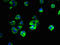Protein YIPF6 antibody, LS-C378337, Lifespan Biosciences, Immunofluorescence image 