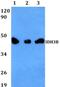 Isocitrate Dehydrogenase (NAD(+)) 3 Beta antibody, PA5-75756, Invitrogen Antibodies, Western Blot image 
