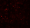 Tctex1 Domain Containing 4 antibody, 6957, ProSci, Immunofluorescence image 