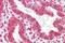 Homeobox A11 antibody, 28-612, ProSci, Western Blot image 