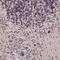 HLP antibody, NBP2-47274, Novus Biologicals, Immunohistochemistry frozen image 