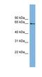 Minichromosome Maintenance Domain Containing 2 antibody, NBP1-57058, Novus Biologicals, Western Blot image 