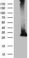 Membrane Spanning 4-Domains A12 antibody, LS-C794238, Lifespan Biosciences, Western Blot image 