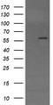 E3 ubiquitin-protein ligase TRIM22 antibody, CF505281, Origene, Western Blot image 