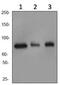 Cullin-4A antibody, ab92554, Abcam, Western Blot image 