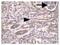 Transmembrane Protein 67 antibody, NBP1-06590, Novus Biologicals, Immunohistochemistry frozen image 
