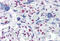 TOP1 Binding Arginine/Serine Rich Protein antibody, MBS245669, MyBioSource, Immunohistochemistry paraffin image 