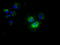 Nucleoside diphosphate kinase, mitochondrial antibody, TA501114, Origene, Immunofluorescence image 