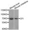  antibody, LS-C346093, Lifespan Biosciences, Western Blot image 