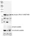 DNA repair protein XRCC1 antibody, NB100-541, Novus Biologicals, Western Blot image 