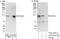 Chromodomain Helicase DNA Binding Protein 1 Like antibody, A303-342A, Bethyl Labs, Immunoprecipitation image 