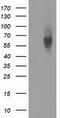Exonuclease 3'-5' Domain Containing 1 antibody, CF502158, Origene, Western Blot image 