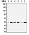 Histone Deacetylase 3 antibody, orb214837, Biorbyt, Western Blot image 